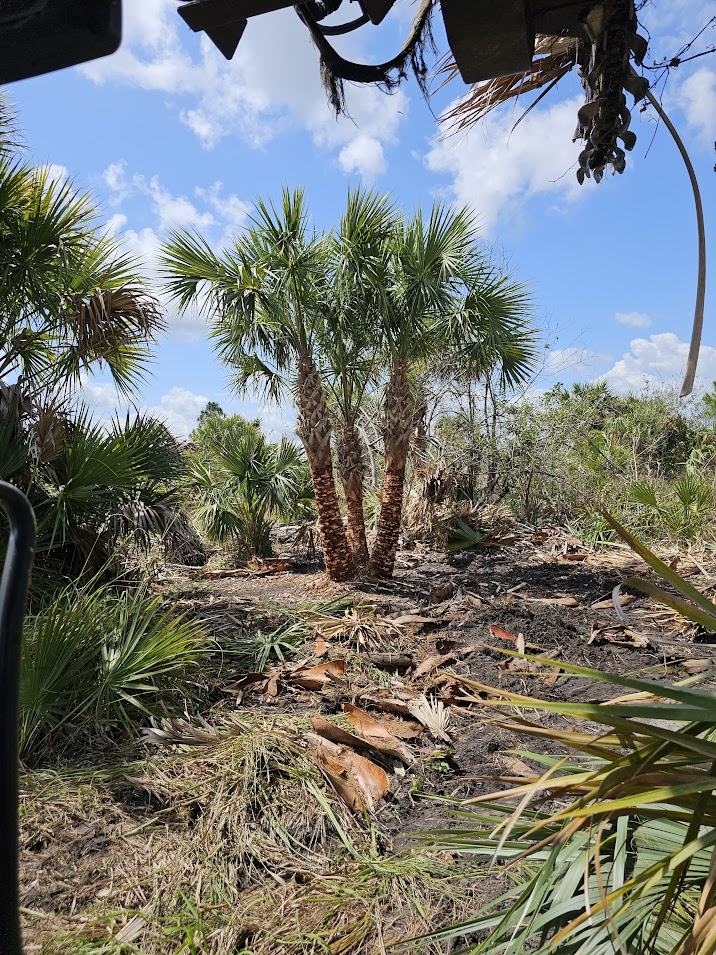 sabal-palmetto-cabbage-palm