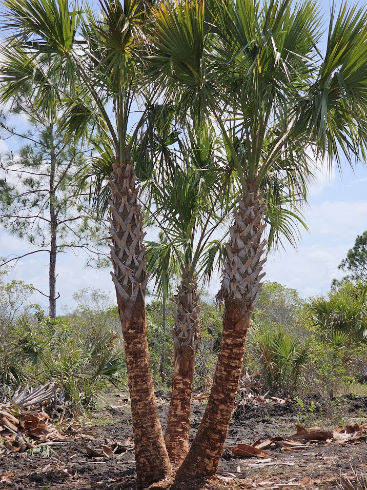 sabal-palmetto-cabbage-palm