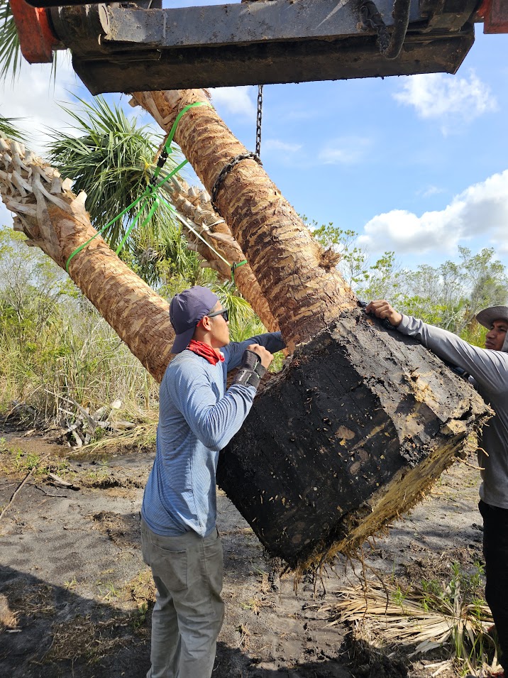 sabal-palmetto-cabbage-palm