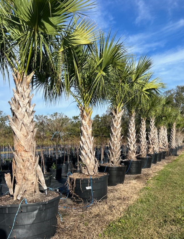 sabal-palmetto-cabbage-palm