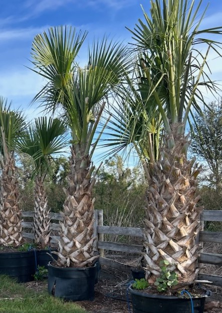 sabal-palmetto-cabbage-palm