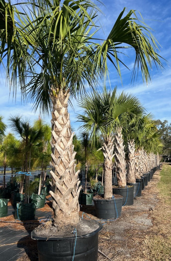 sabal-palmetto-cabbage-palm