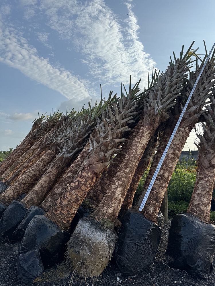 sabal-palmetto-cabbage-palm