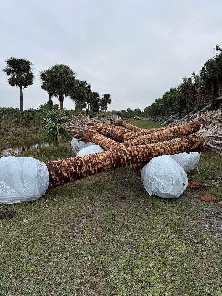 sabal-palmetto-cabbage-palm