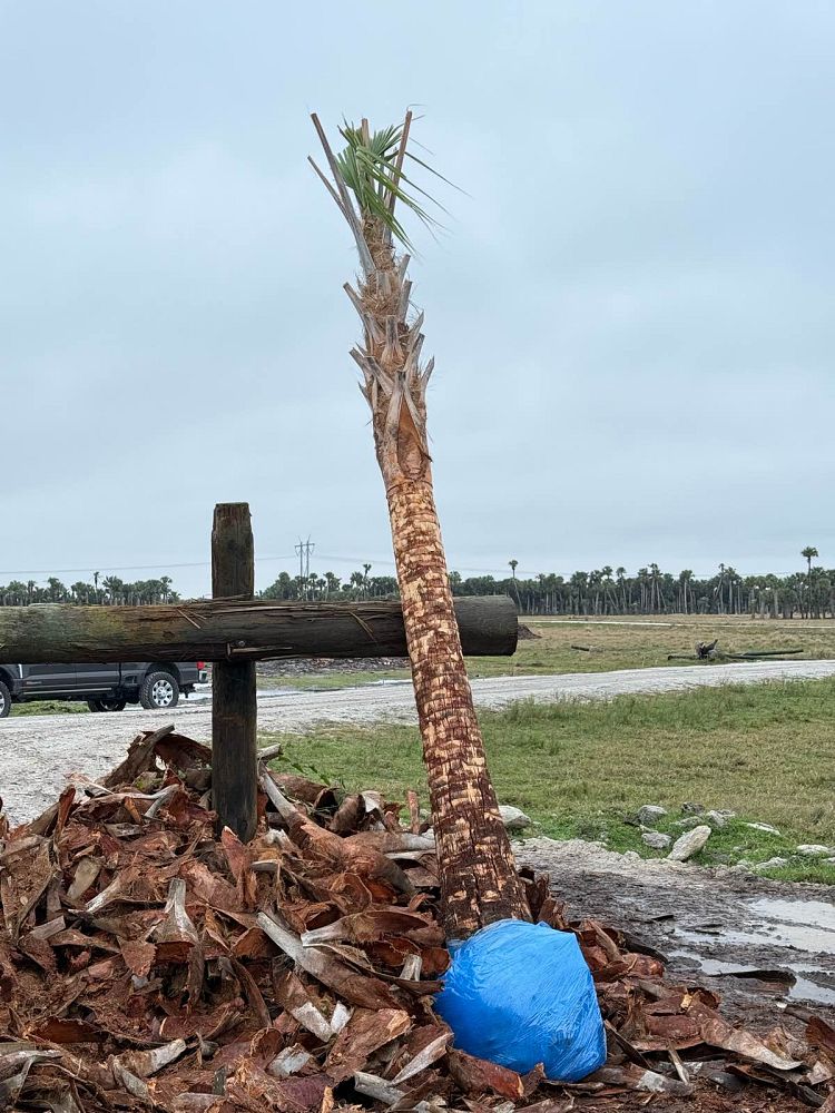 sabal-palmetto-cabbage-palm