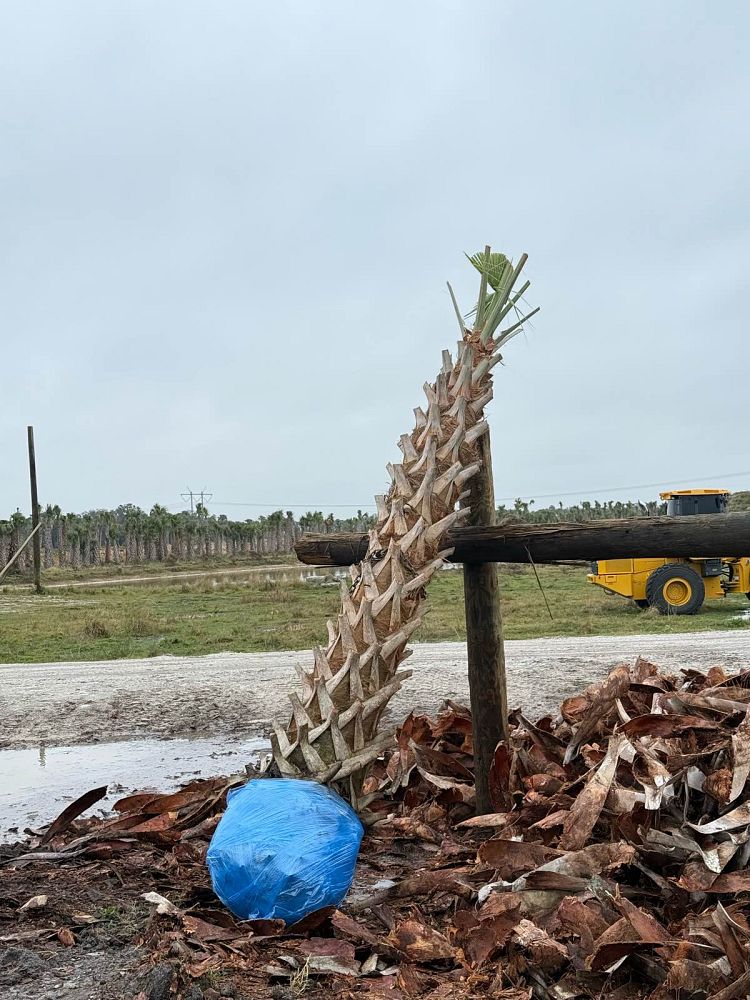 sabal-palmetto-cabbage-palm