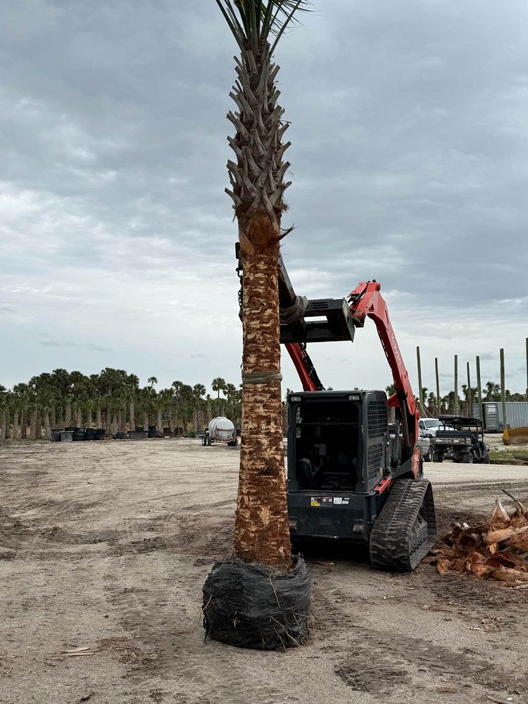 sabal-palmetto-cabbage-palm
