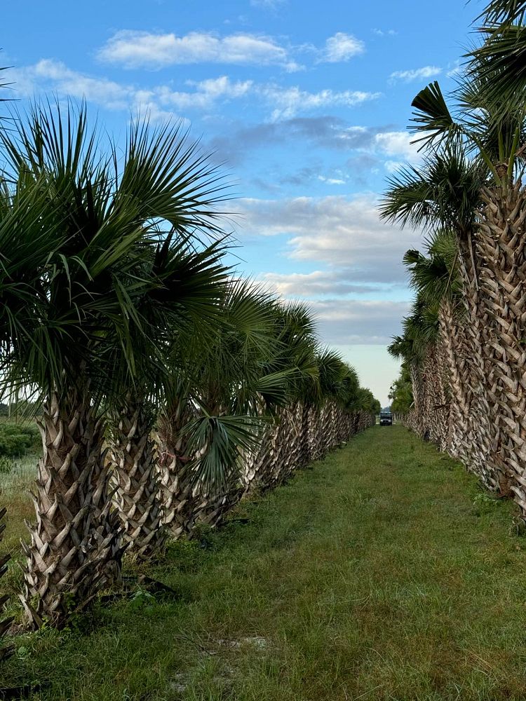 sabal-palmetto-cabbage-palm