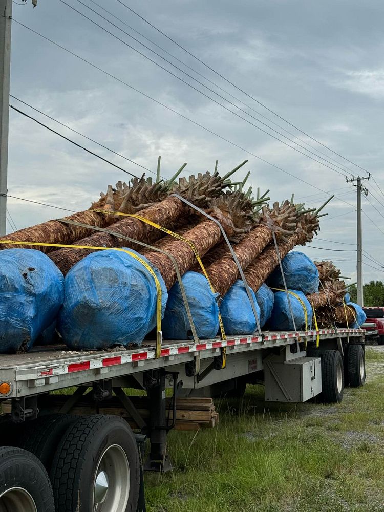 sabal-palmetto-cabbage-palm