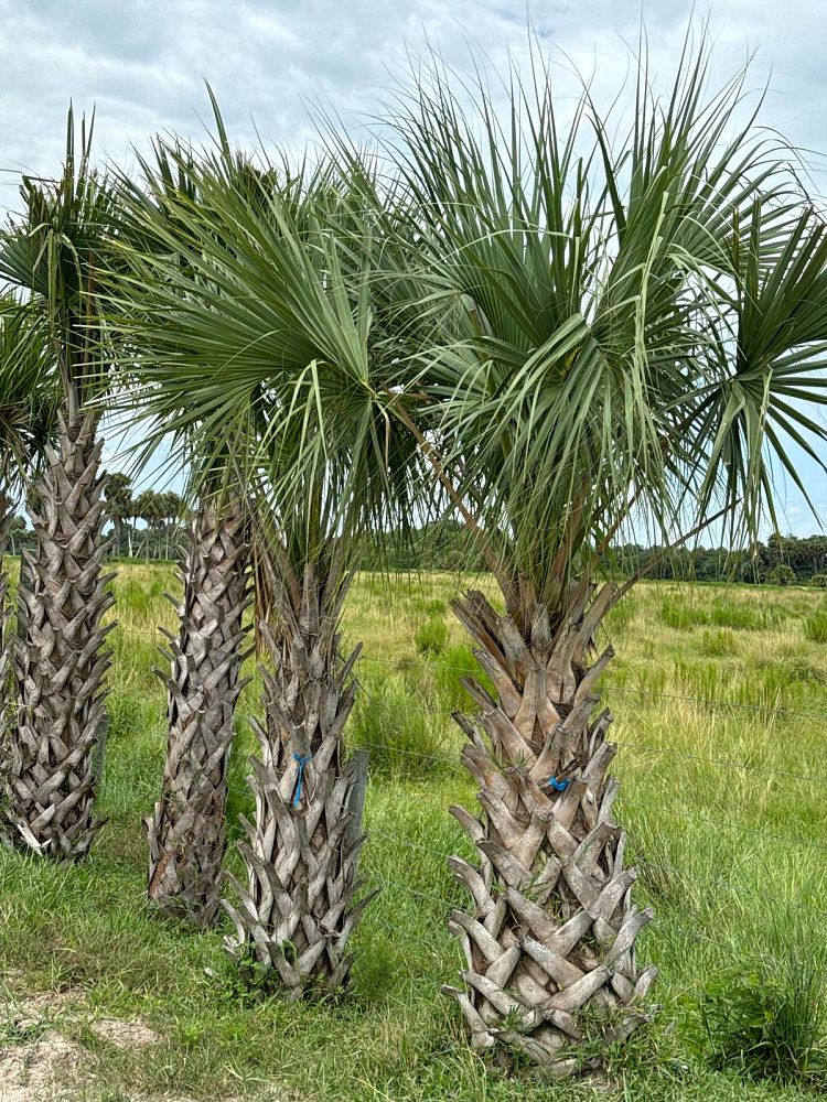 sabal-palmetto-cabbage-palm