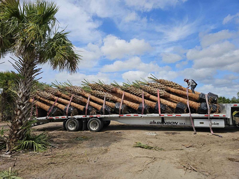 sabal-palmetto-cabbage-palm