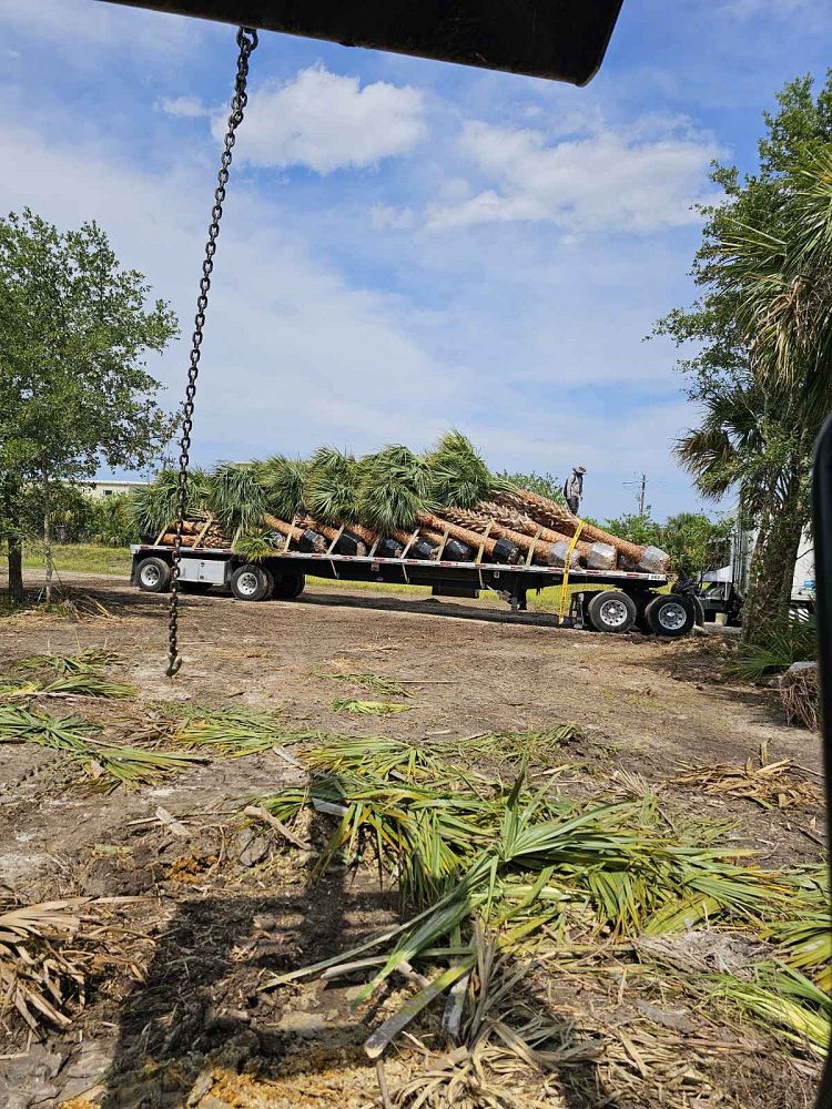 sabal-palmetto-cabbage-palm