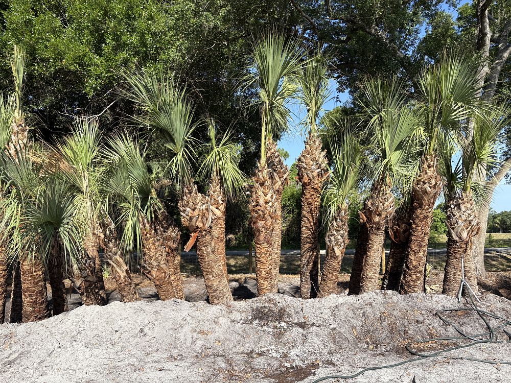 sabal-palmetto-cabbage-palm