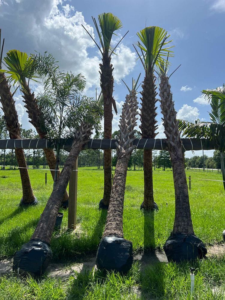 sabal-palmetto-cabbage-palm