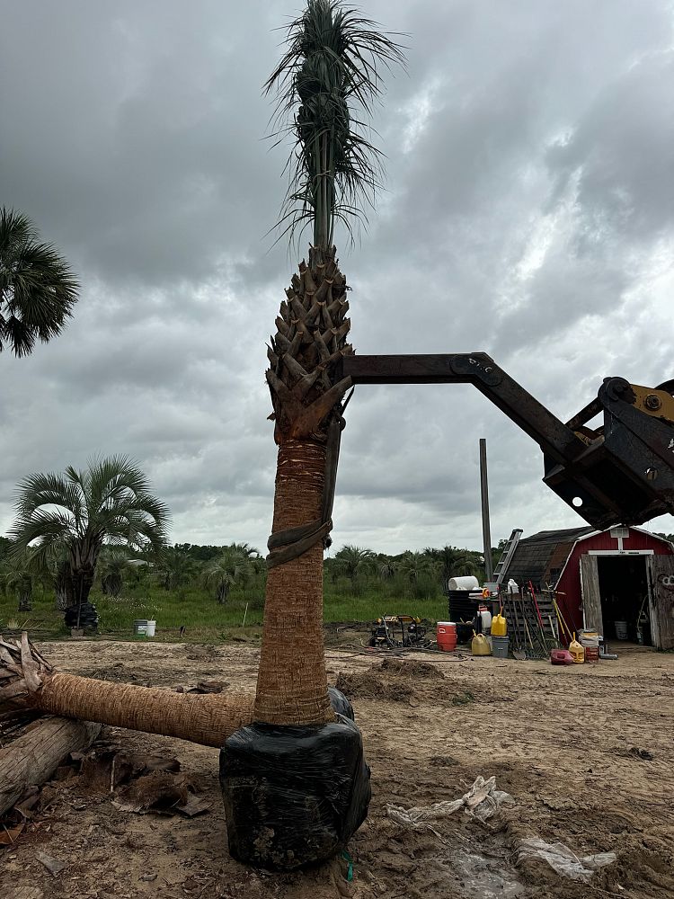 sabal-palmetto-cabbage-palm