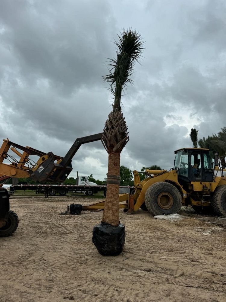 sabal-palmetto-cabbage-palm