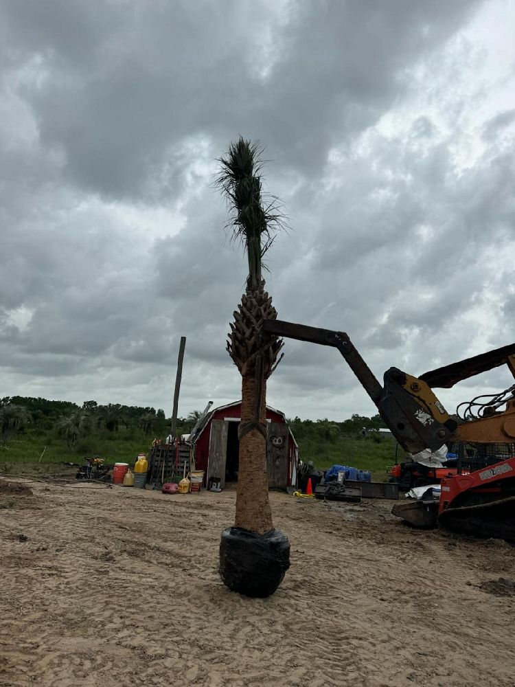 sabal-palmetto-cabbage-palm