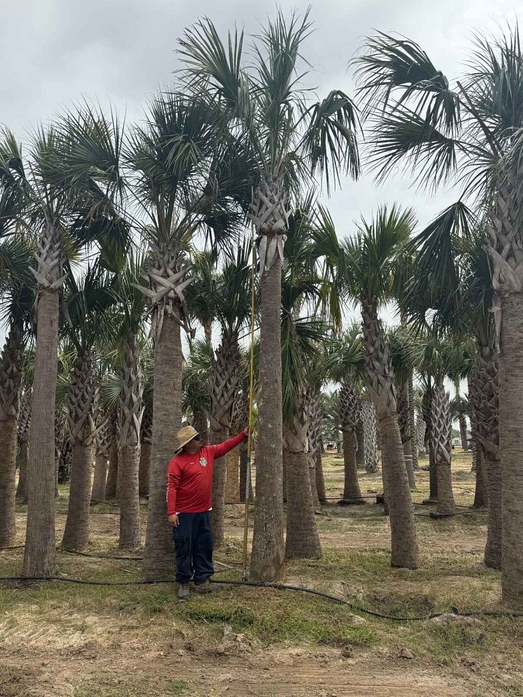 sabal-palmetto-cabbage-palm