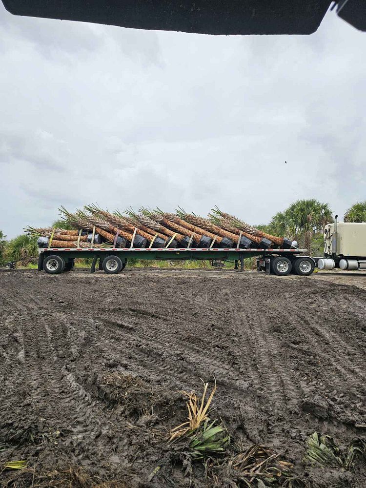sabal-palmetto-cabbage-palm