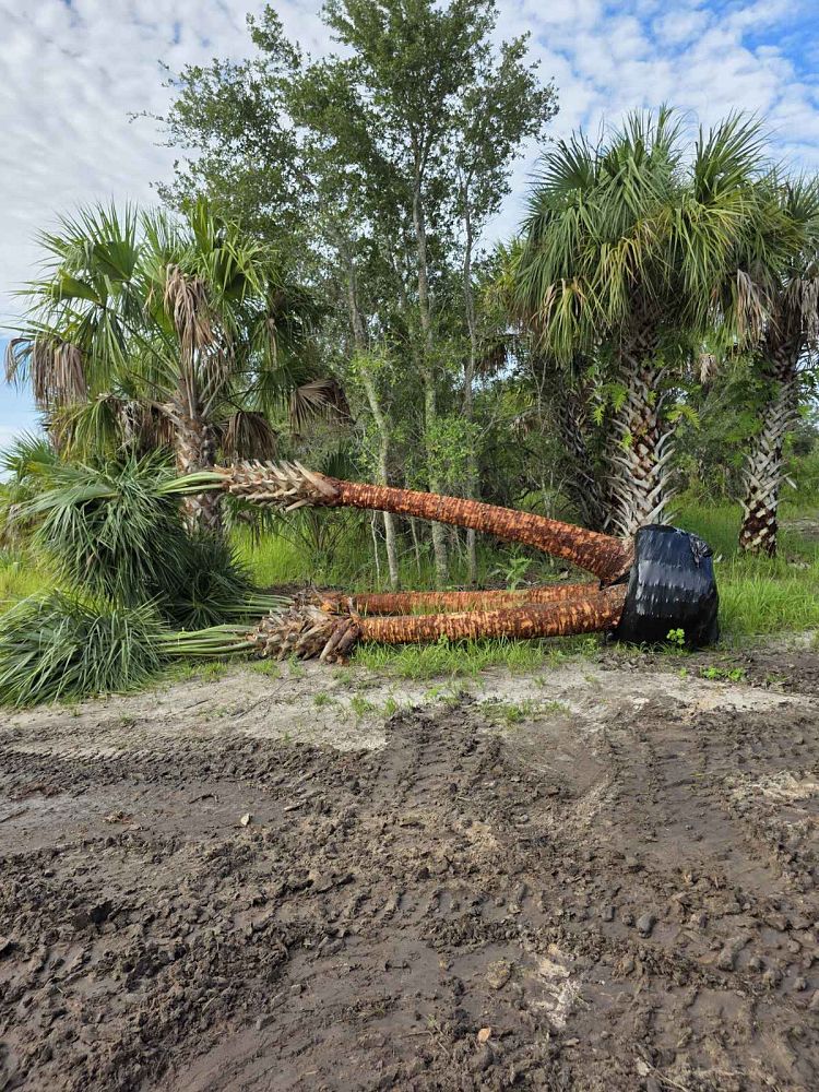 sabal-palmetto-cabbage-palm