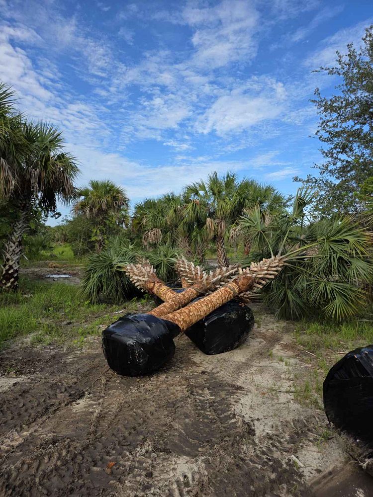 sabal-palmetto-cabbage-palm