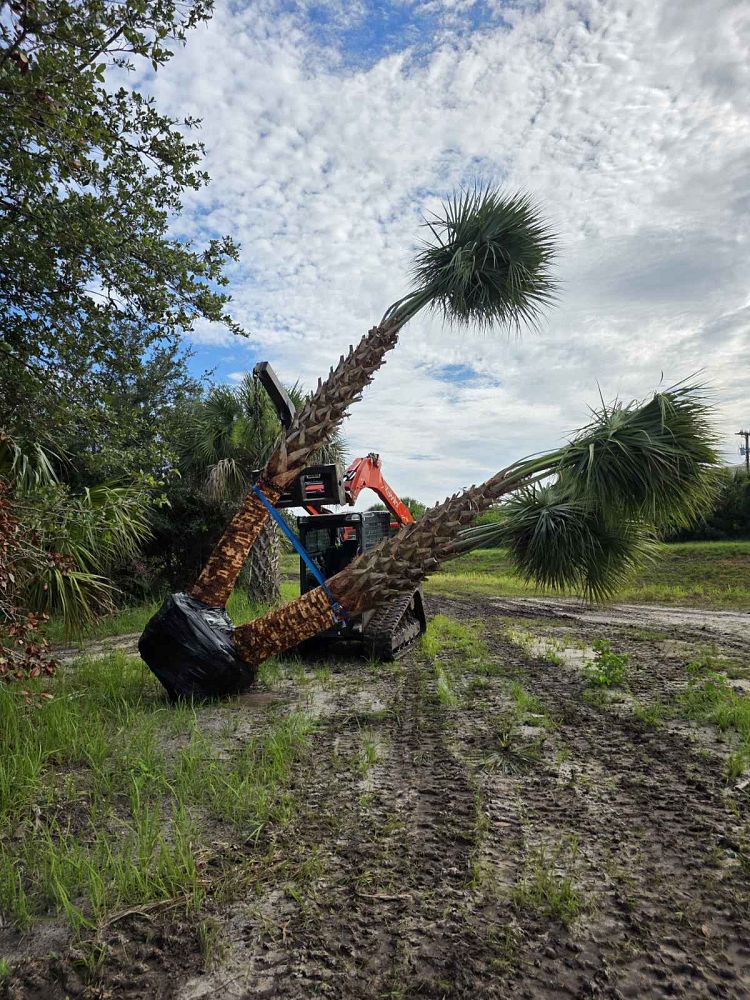sabal-palmetto-cabbage-palm
