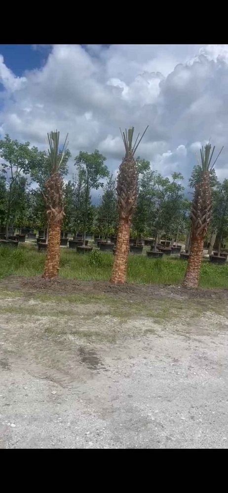sabal-palmetto-cabbage-palm