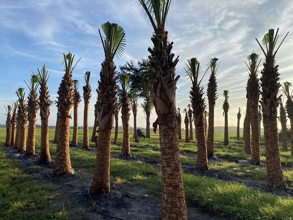 sabal-palmetto-cabbage-palm