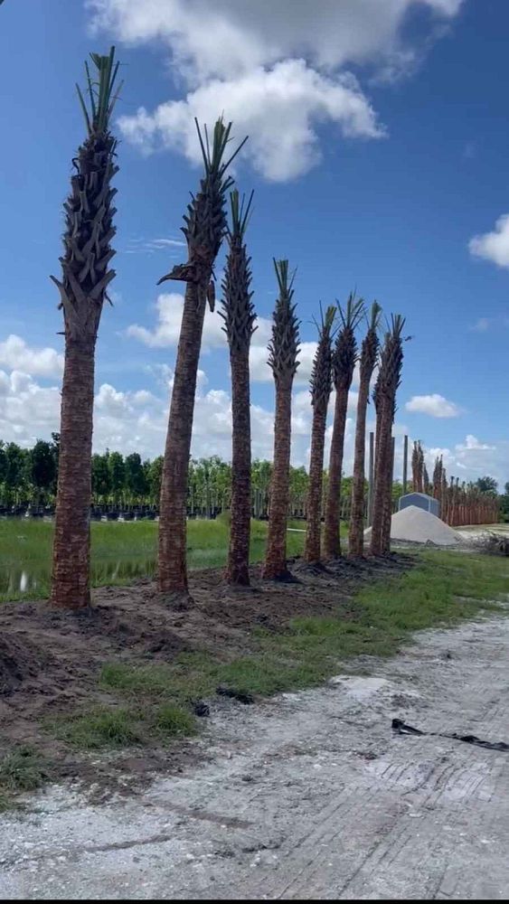 sabal-palmetto-cabbage-palm