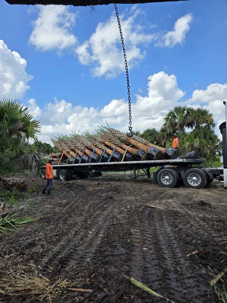 sabal-palmetto-cabbage-palm
