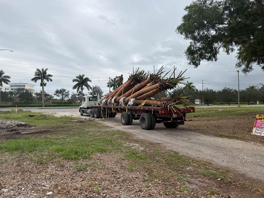sabal-palmetto-cabbage-palm
