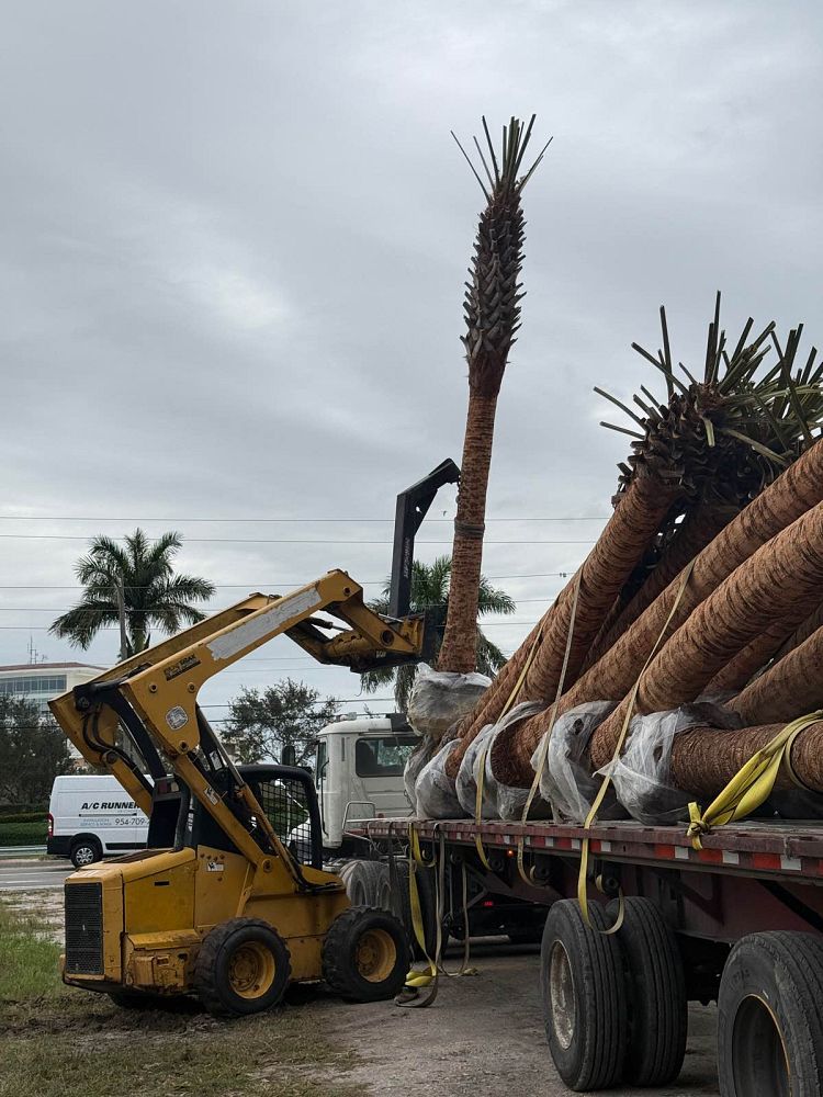 sabal-palmetto-cabbage-palm