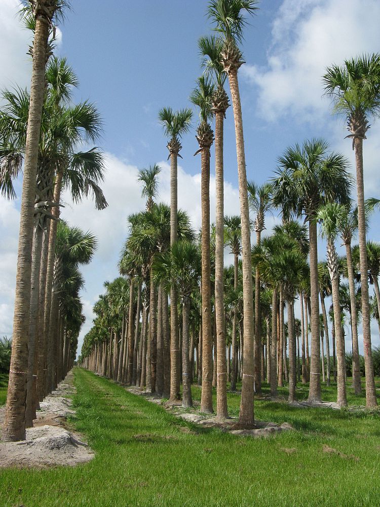 sabal-palmetto-regenerated-cabbage-palm-regenerated