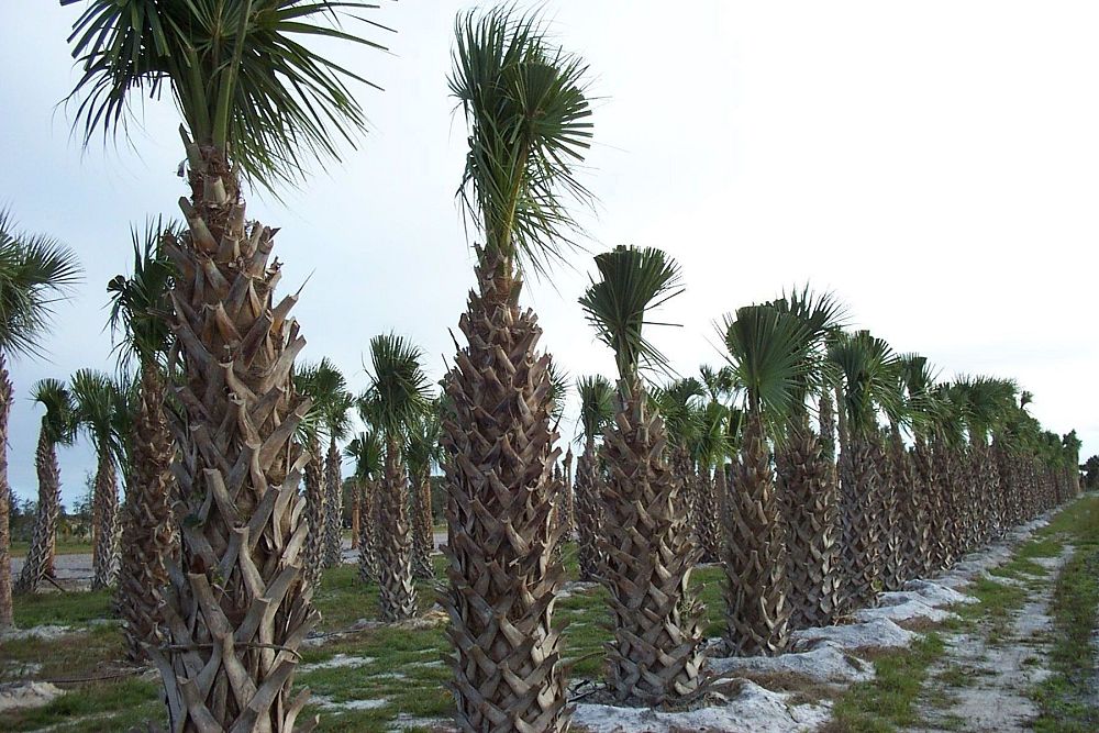 sabal-palmetto-regenerated-cabbage-palm-regenerated