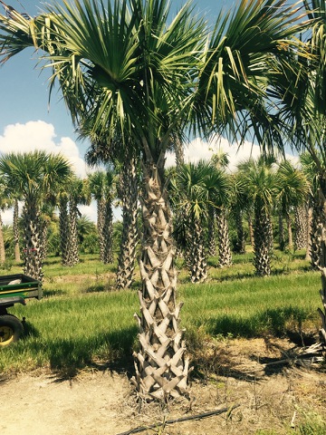 sabal-palmetto-regenerated-cabbage-palm-regenerated