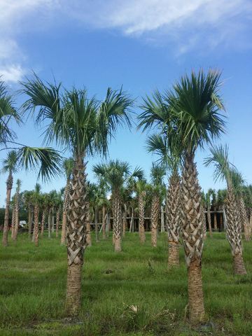 sabal-palmetto-regenerated-cabbage-palm-regenerated