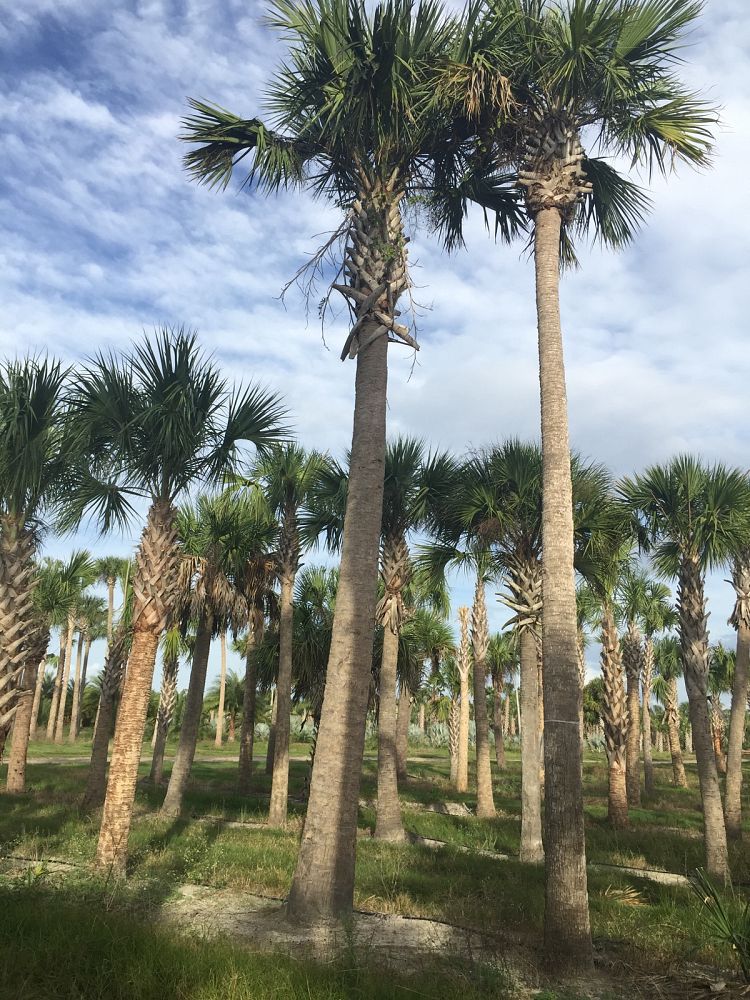 sabal-palmetto-regenerated-cabbage-palm-regenerated