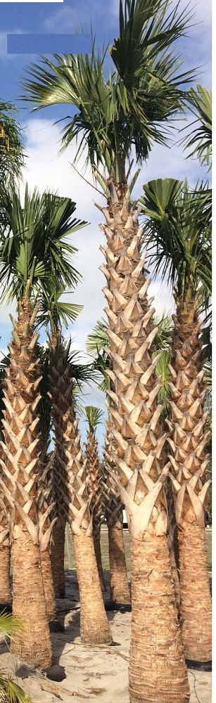sabal-palmetto-regenerated-cabbage-palm-regenerated