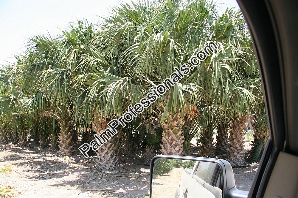 sabal-palmetto-regenerated-cabbage-palm-regenerated