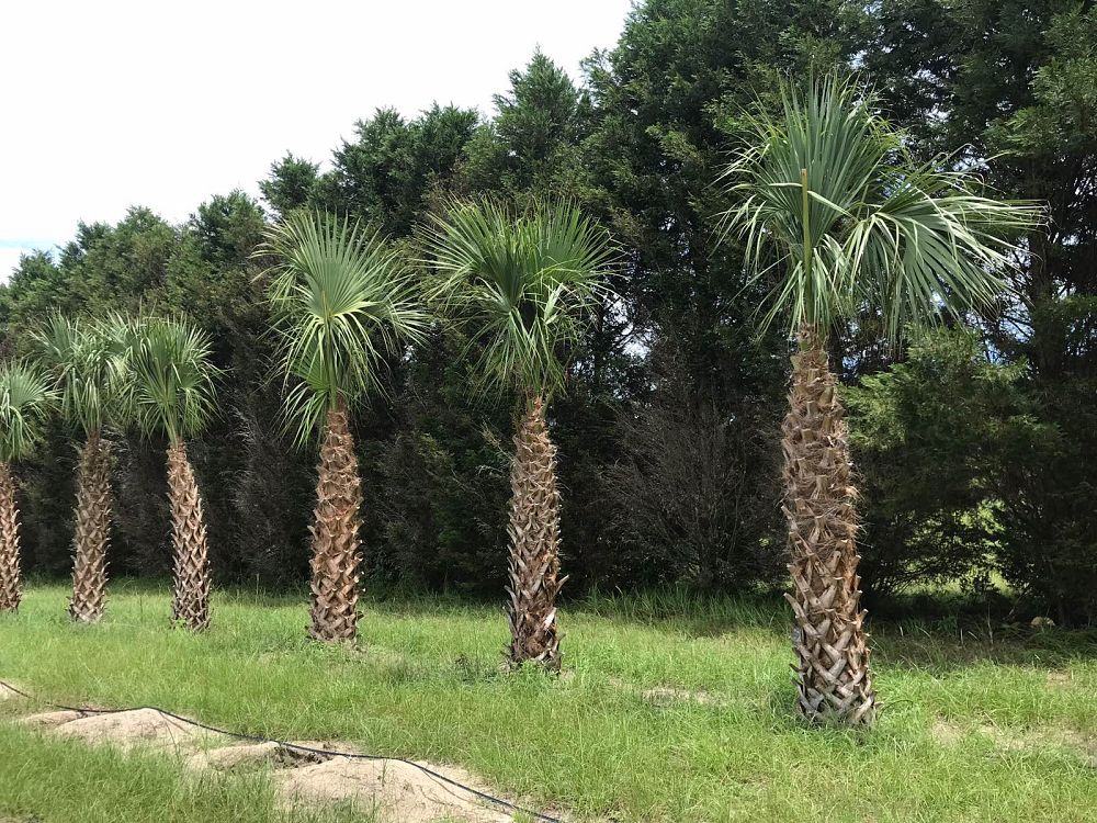 sabal-palmetto-regenerated-cabbage-palm-regenerated