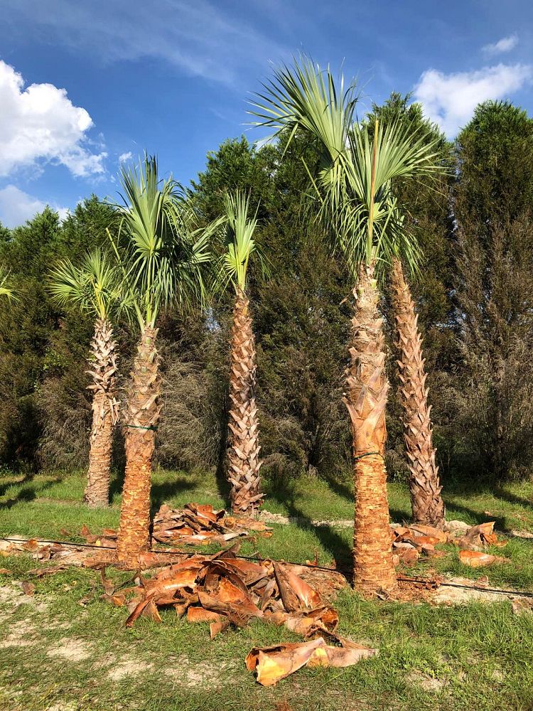 sabal-palmetto-regenerated-cabbage-palm-regenerated
