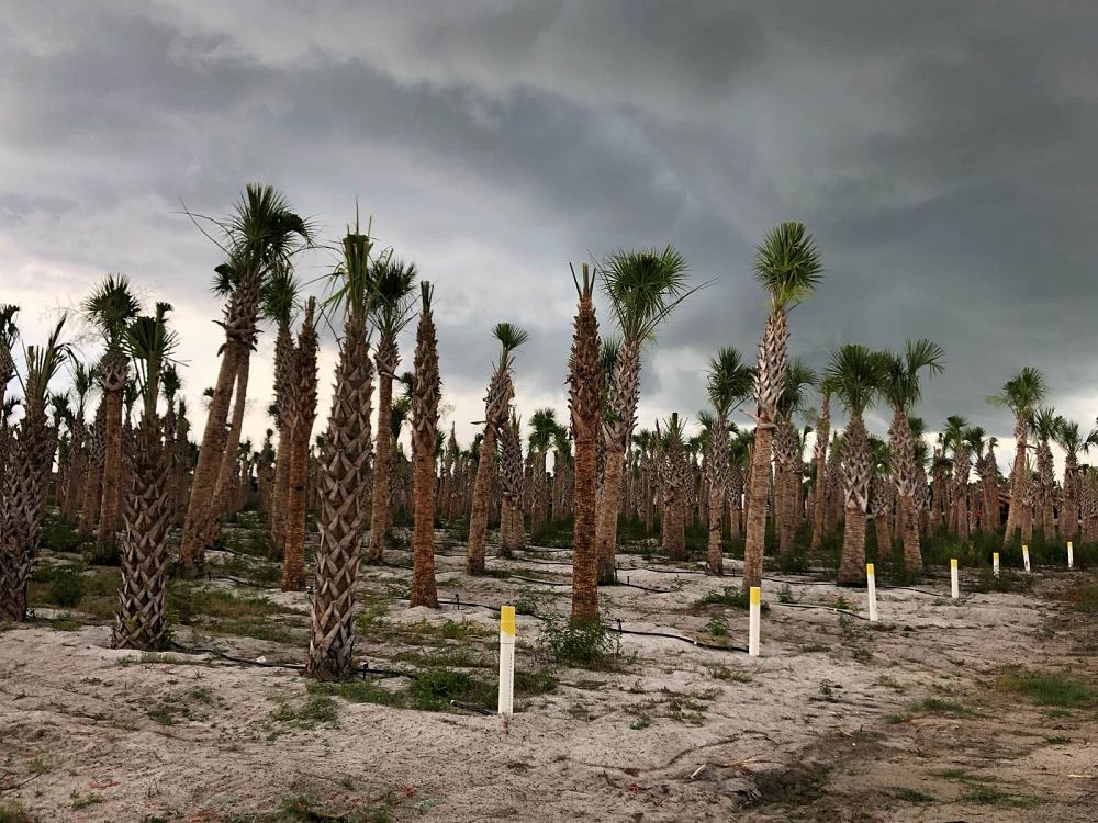 sabal-palmetto-regenerated-cabbage-palm-regenerated