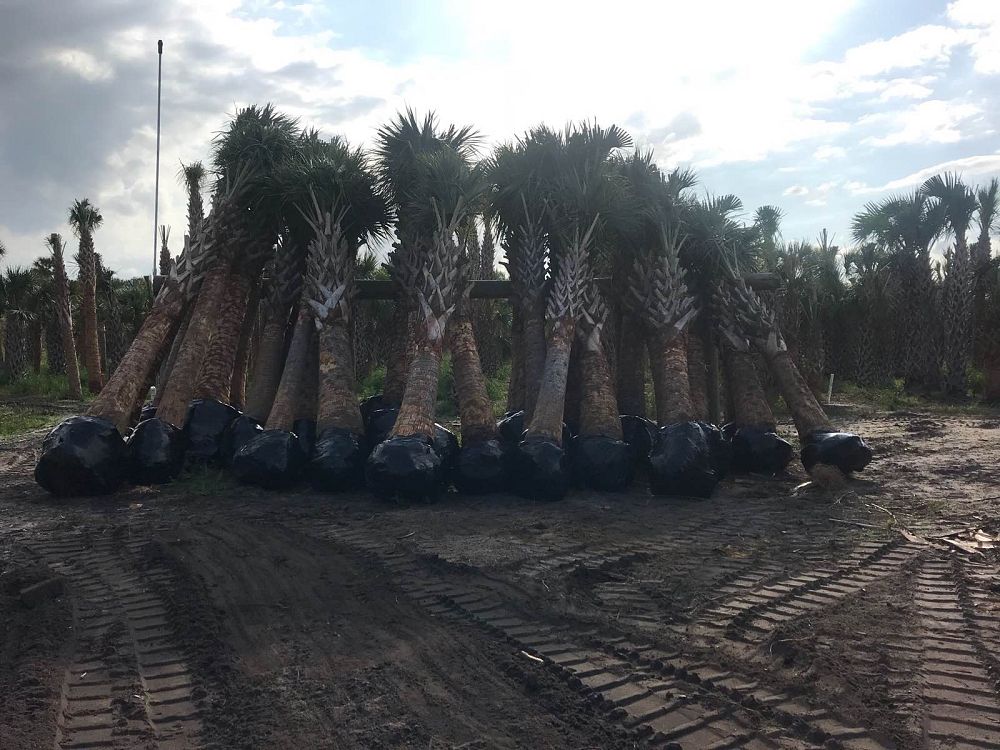 sabal-palmetto-regenerated-cabbage-palm-regenerated