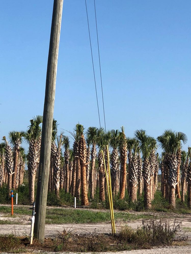 sabal-palmetto-regenerated-cabbage-palm-regenerated
