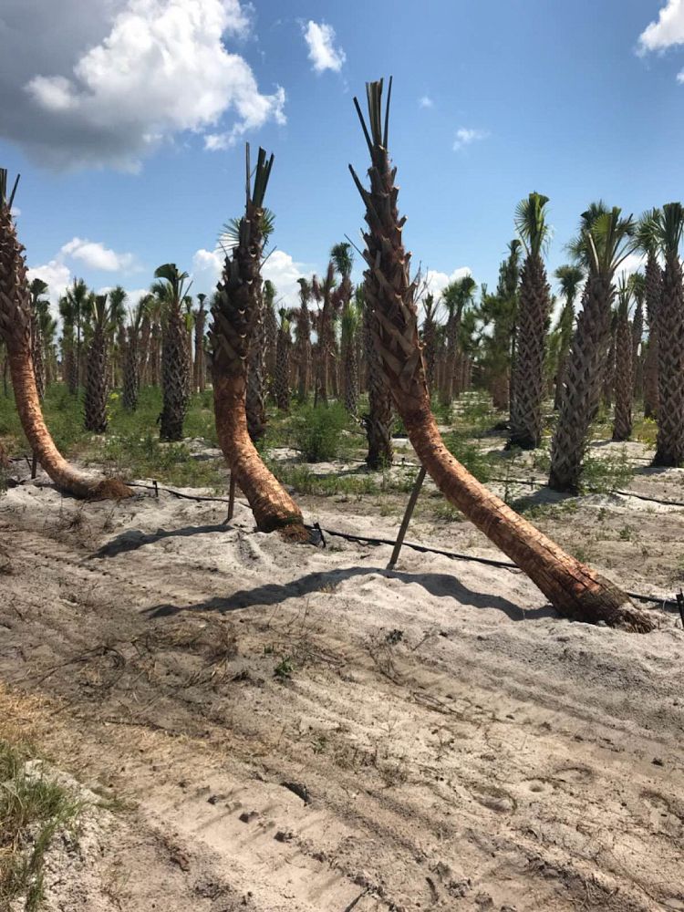 sabal-palmetto-regenerated-cabbage-palm-regenerated