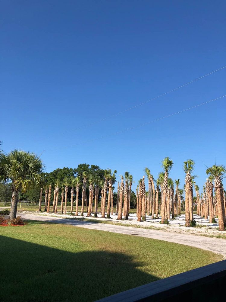 sabal-palmetto-regenerated-cabbage-palm-regenerated