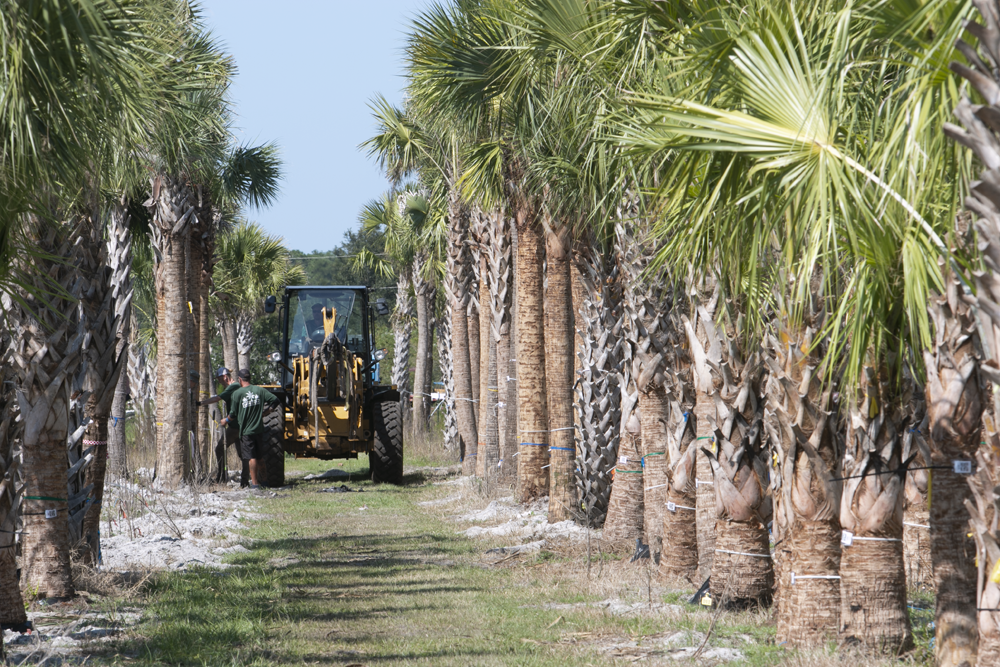 sabal-palmetto-regenerated-cabbage-palm-regenerated