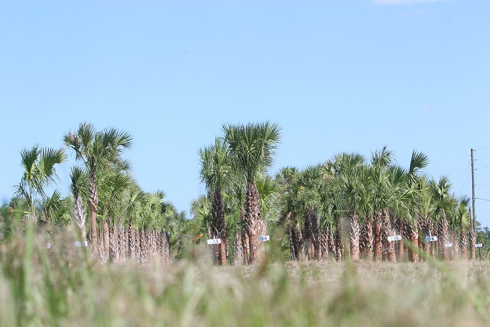 sabal-palmetto-regenerated-cabbage-palm-regenerated
