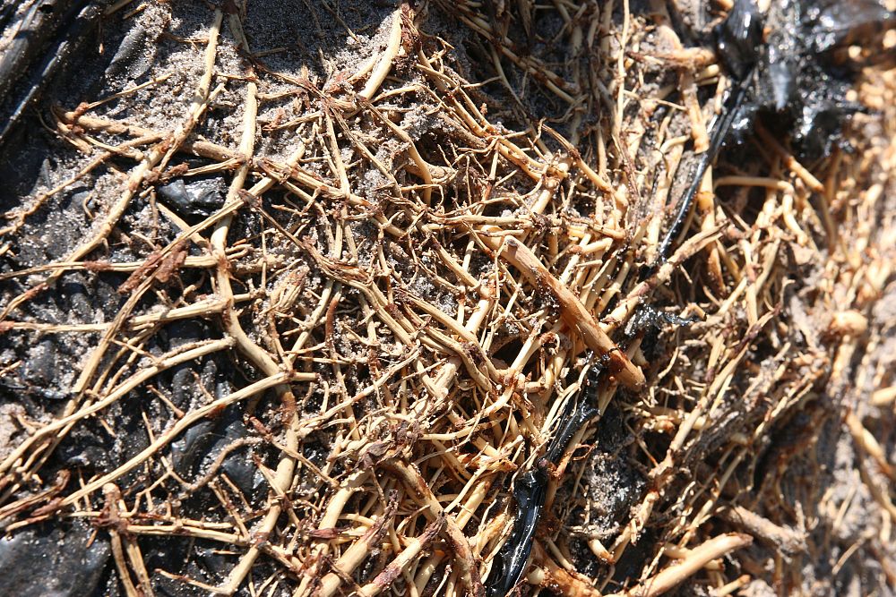sabal-palmetto-regenerated-cabbage-palm-regenerated