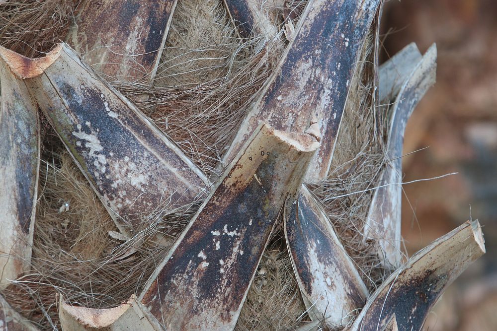 sabal-palmetto-regenerated-cabbage-palm-regenerated
